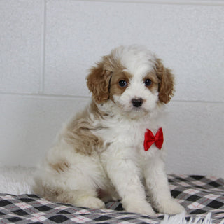 Bray - Available 1/14