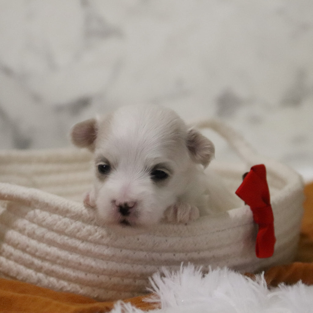 Clark - Available 12/31