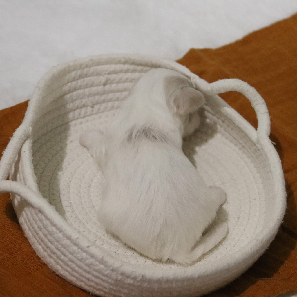 Clark - Available 12/31