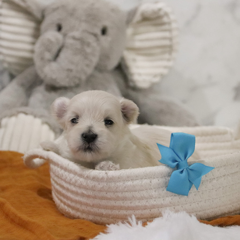 Peter - Available 12/31