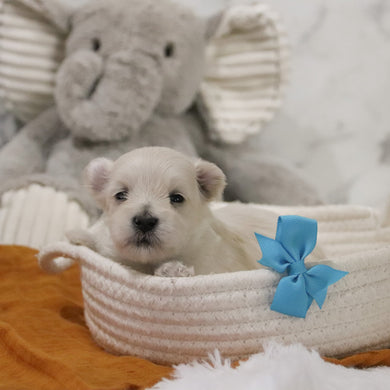 Peter - Available 12/31