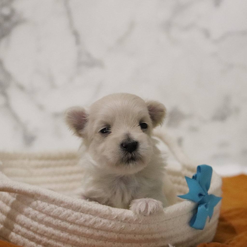 Peter - Available 12/31