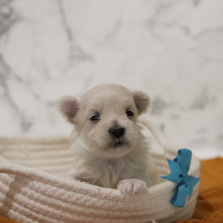 Peter - Available 12/31