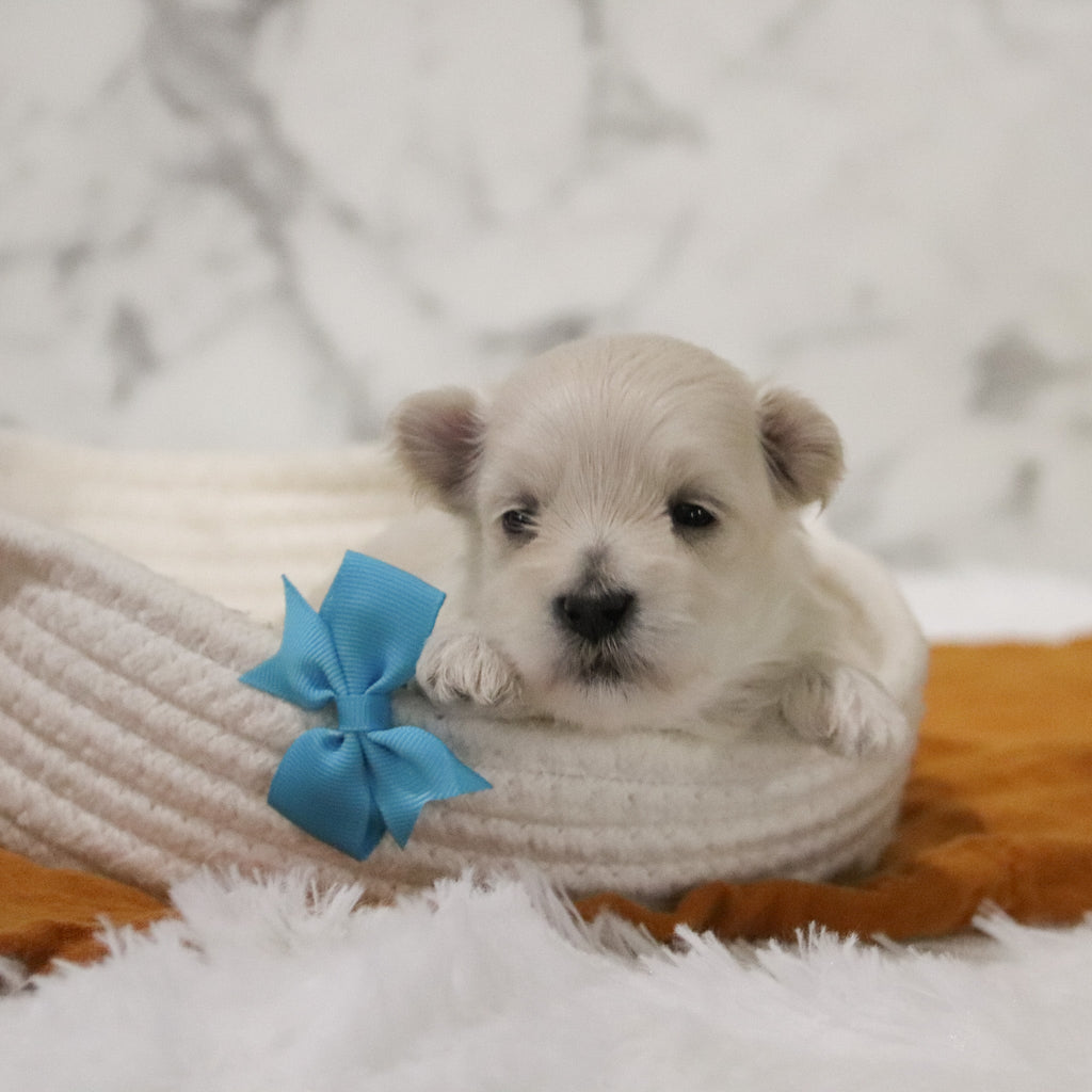 Peter - Available 12/31