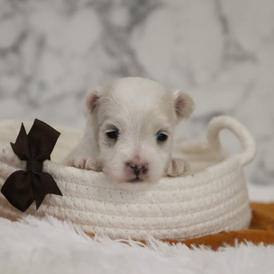 Bruce - Available 12/31