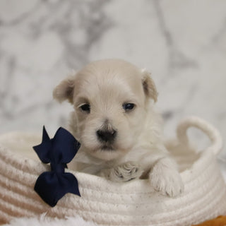 Hal - Available 12/31