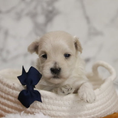 Hal - Available 12/31