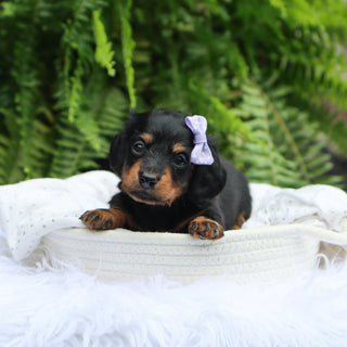 Bailey - Available 7/30