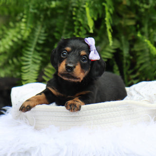 Bailey - Available 7/30
