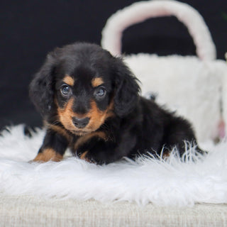 puppies for sale in snow hill