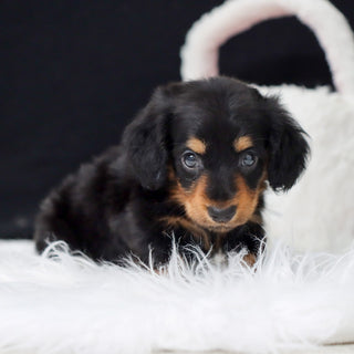 Cedric - Available 5/6