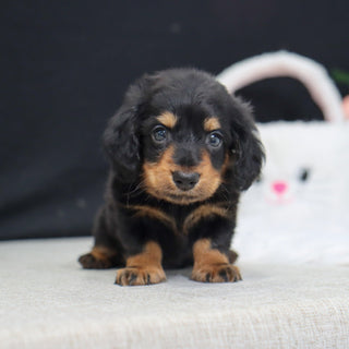 Cedric - Available 5/6