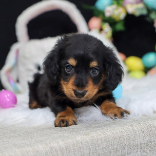 Cedric - Available 5/6