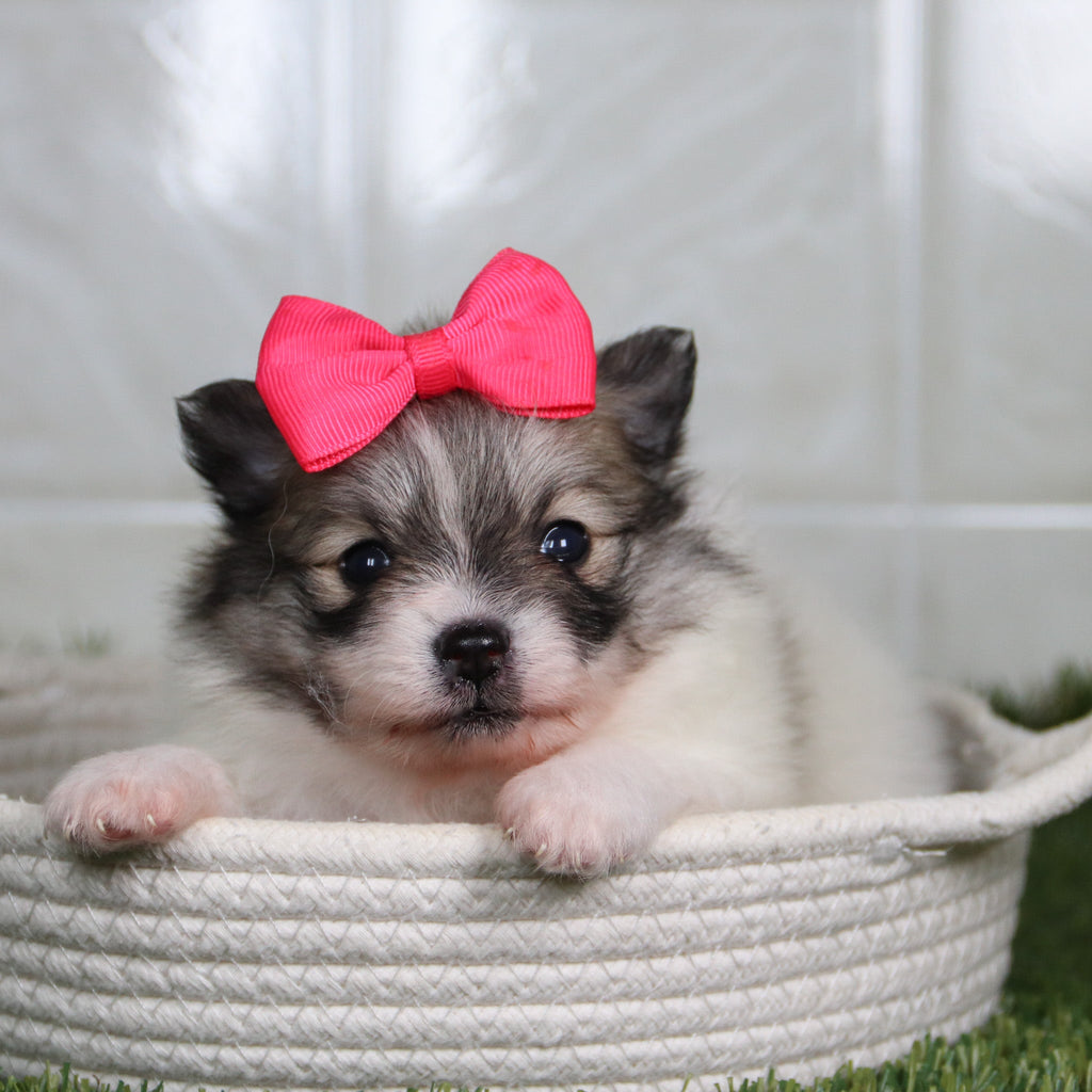 Noelle - Available 5/14