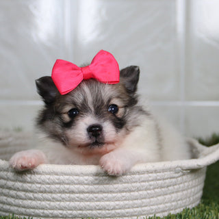 Noelle - Available 5/14