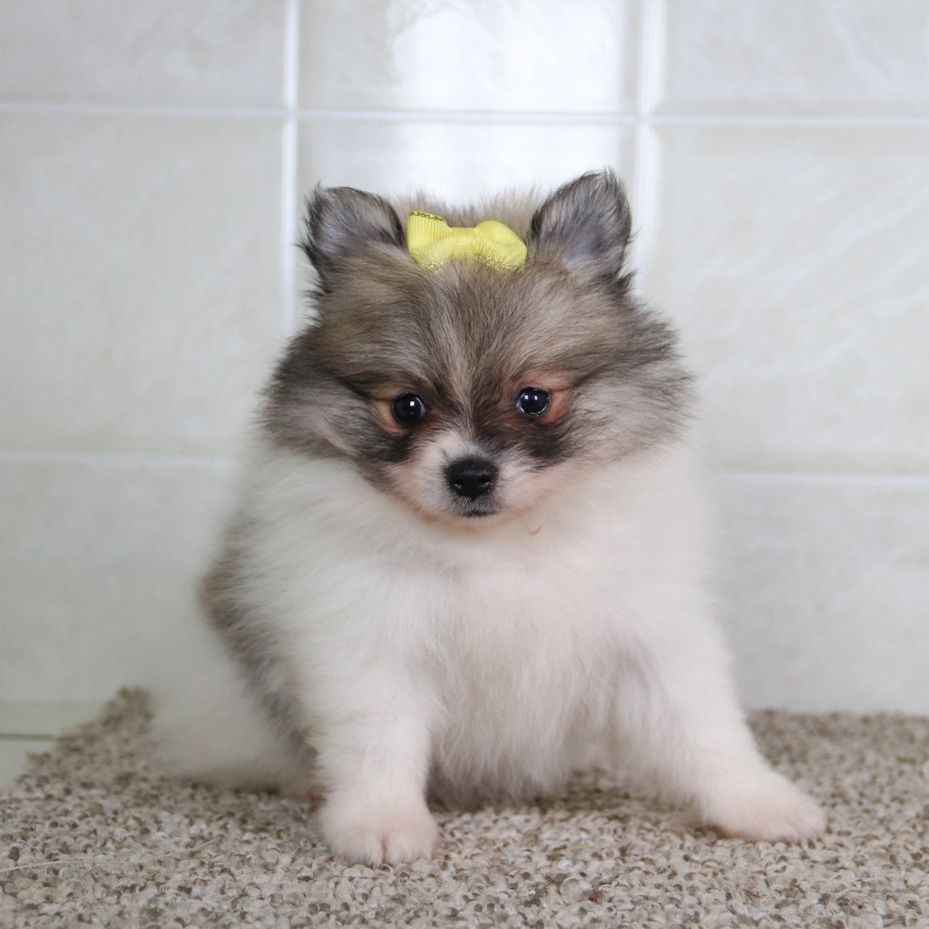 Noelle - Available 5/14