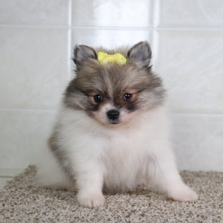 Noelle - Available 5/14