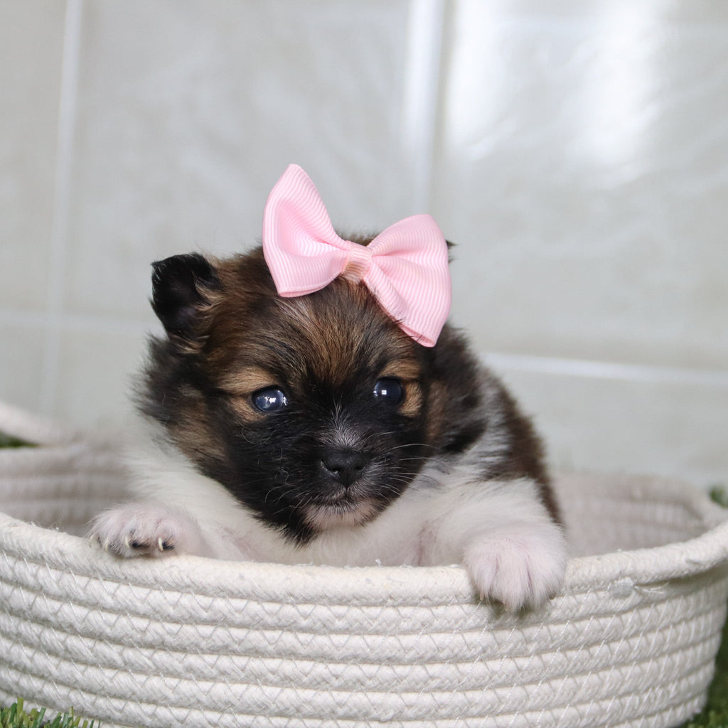 Norma - Available 5/14