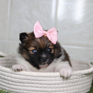 Norma - Available 5/14