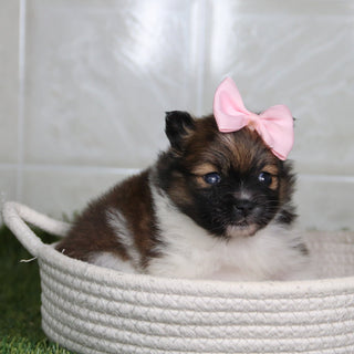 Norma - Available 5/14