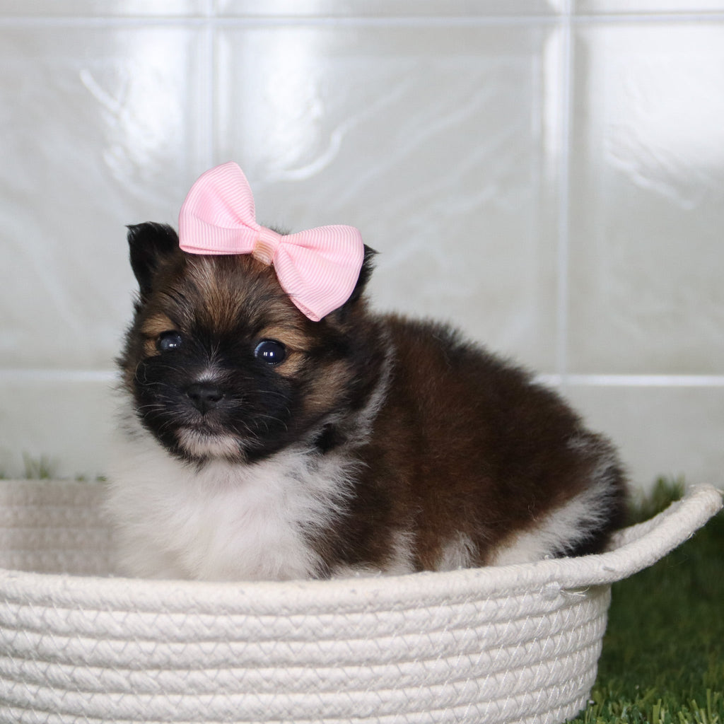 Norma - Available 5/14