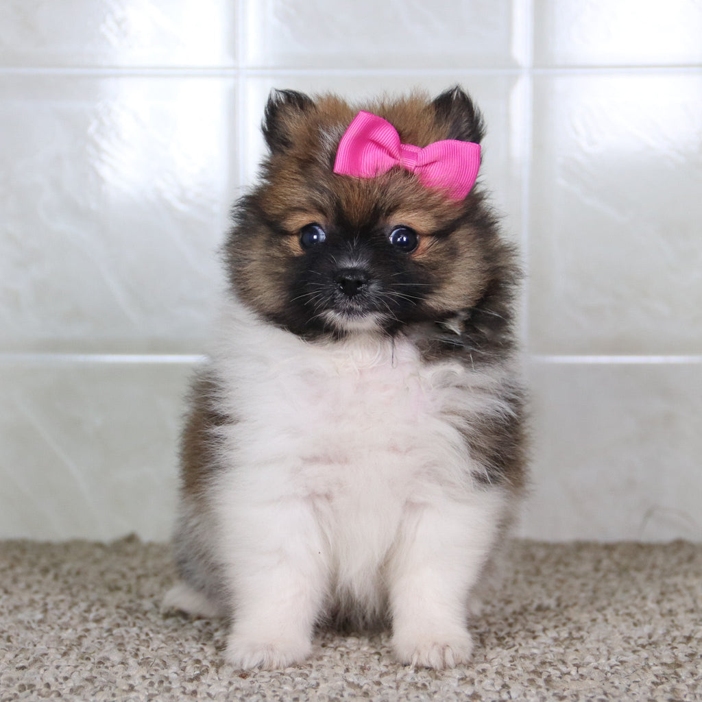 Norma - Available 5/14