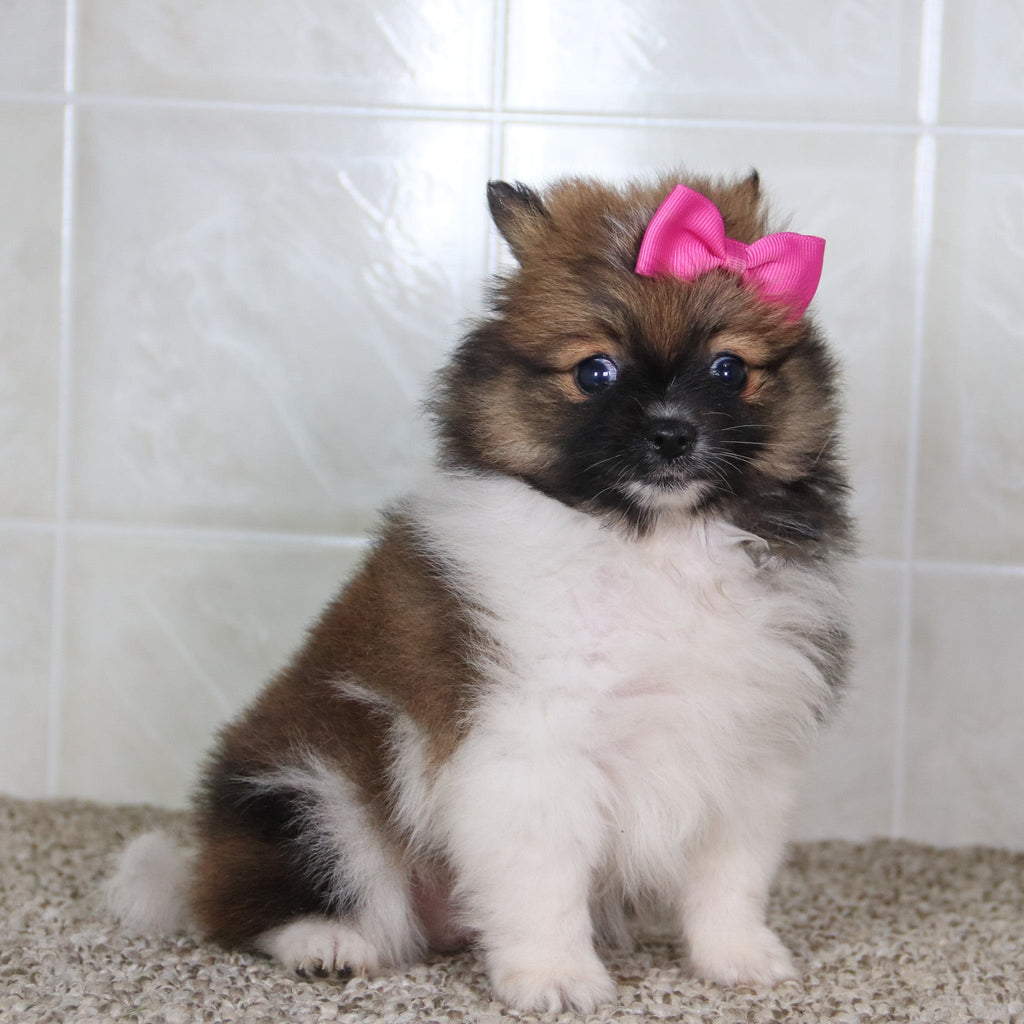 Norma - Available 5/14