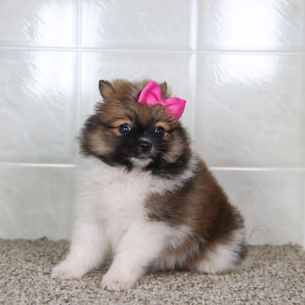 Norma - Available 5/14