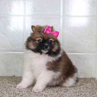 Norma - Available 5/14