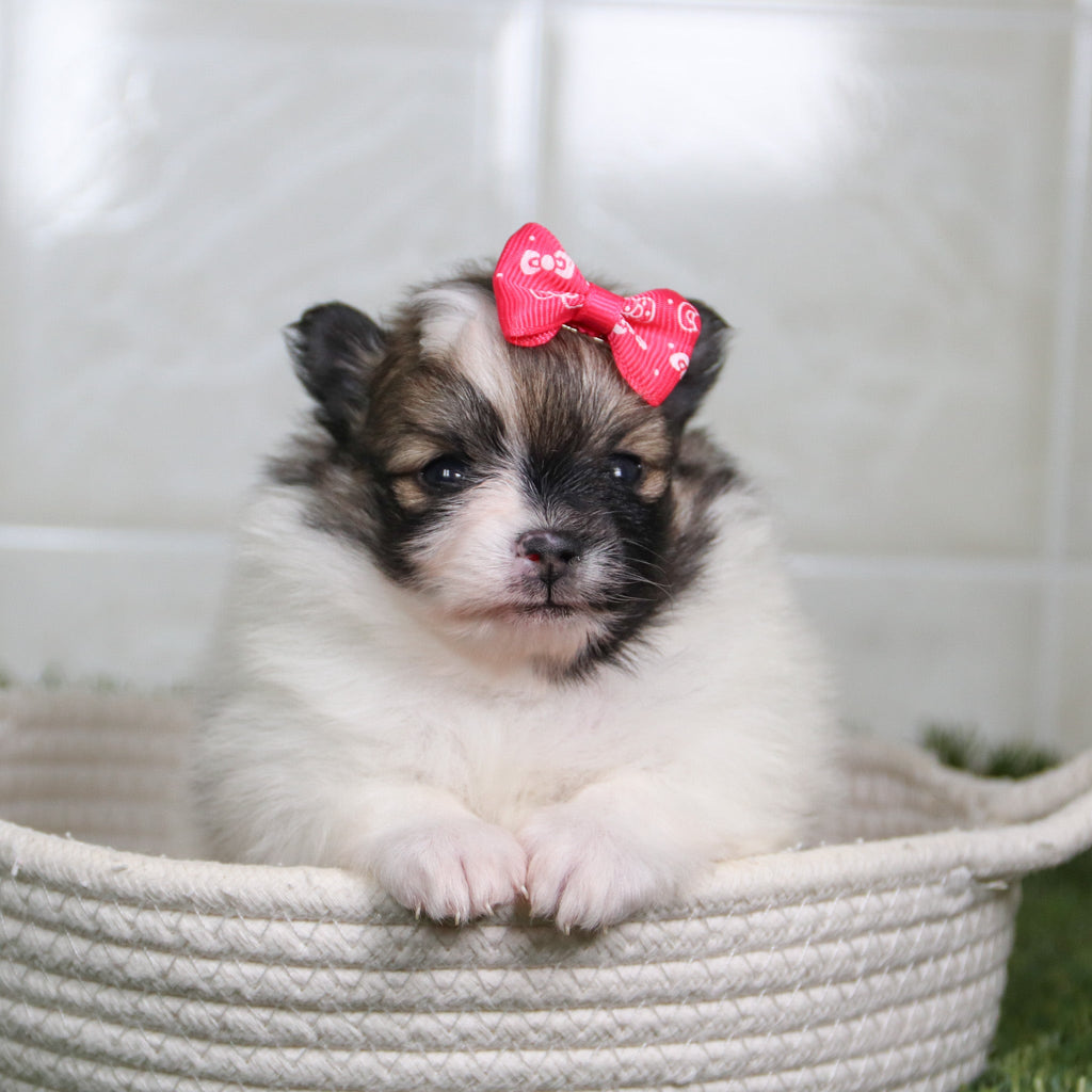 Nikki - Available 5/14