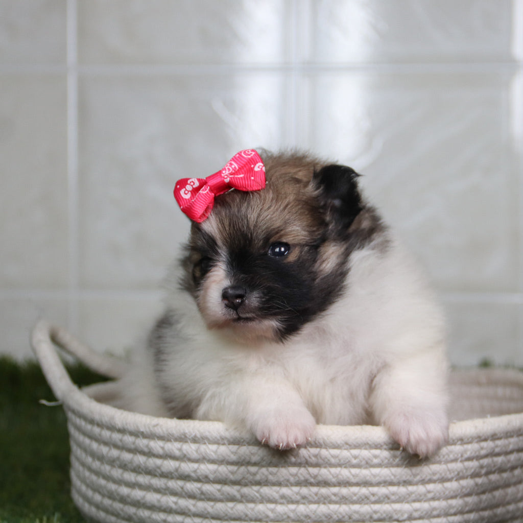 Nikki - Available 5/14