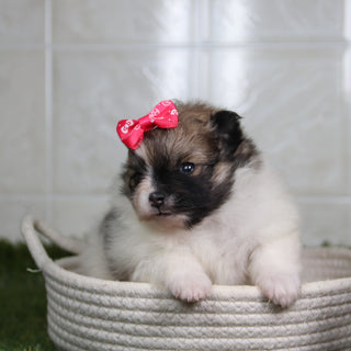 Nikki - Available 5/14