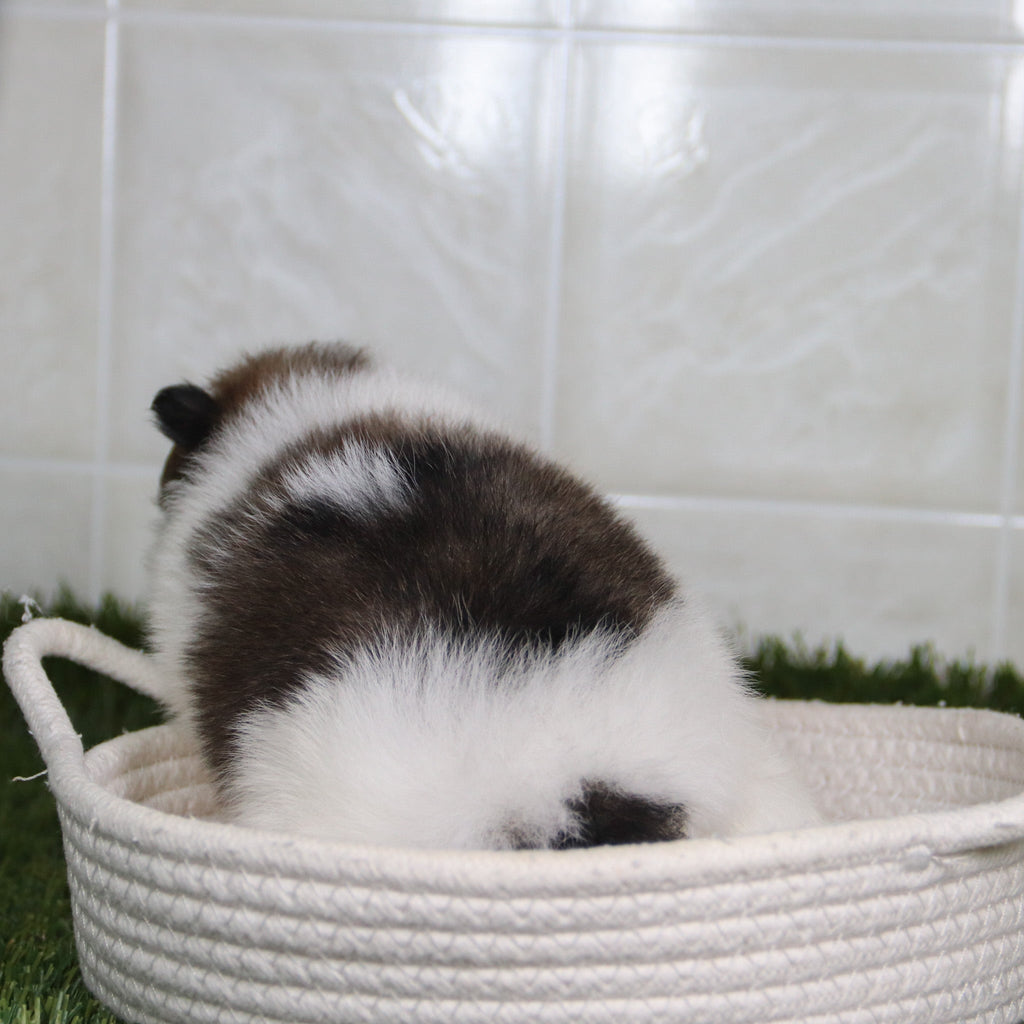 Nikki - Available 5/14