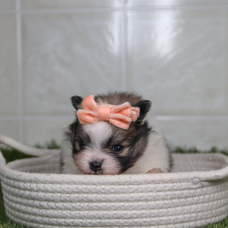 Nancy - Available 5/14
