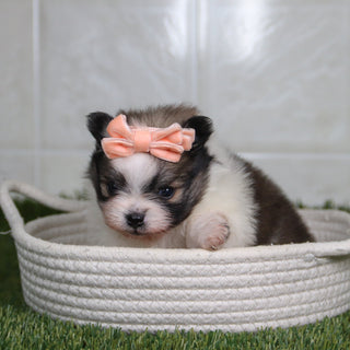 Nancy - Available 5/14