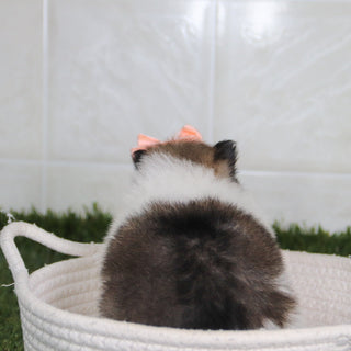 Nancy - Available 5/14