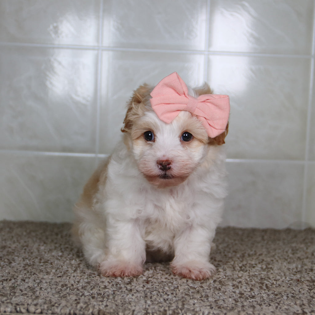 Reena - Available 5/14