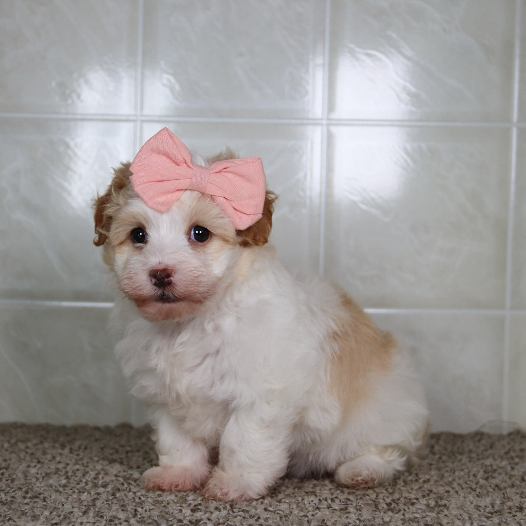 Reena - Available 5/14