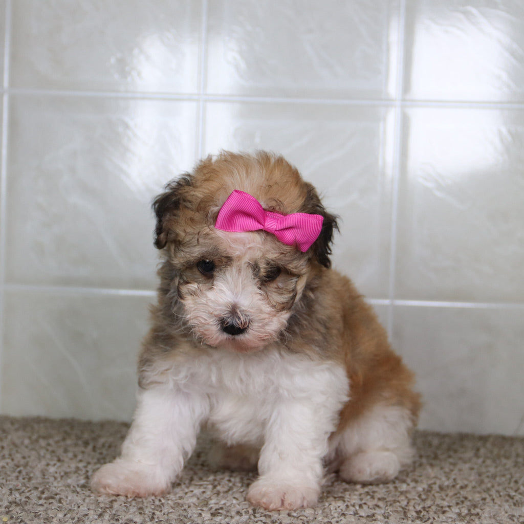 Erma - Available 5/14