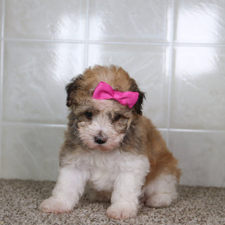 Erma - Available 5/14