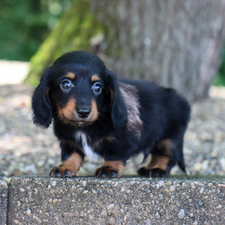 Slater - Available 8/6