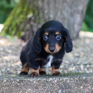 Slater - Available 8/6