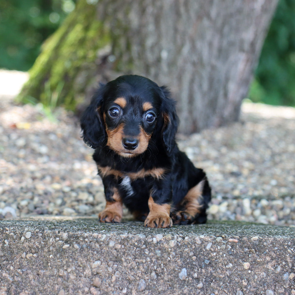 Rossy - Available 8/6