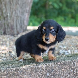 Janie - Available 8/6