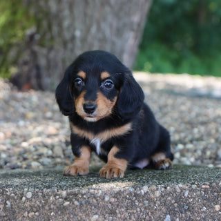 Janie - Available 8/6