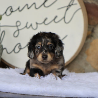 Betsy - Available 8/6