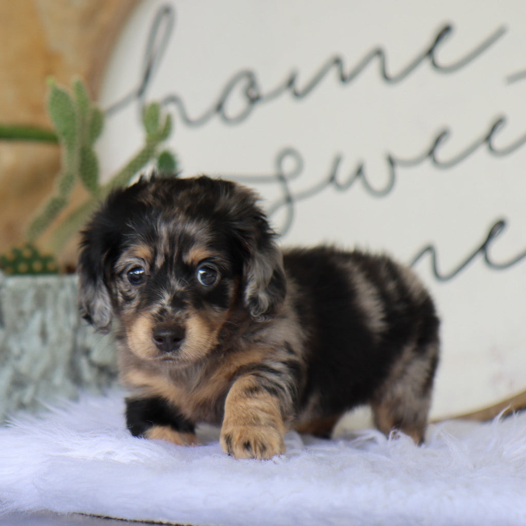 Betsy - Available 8/6