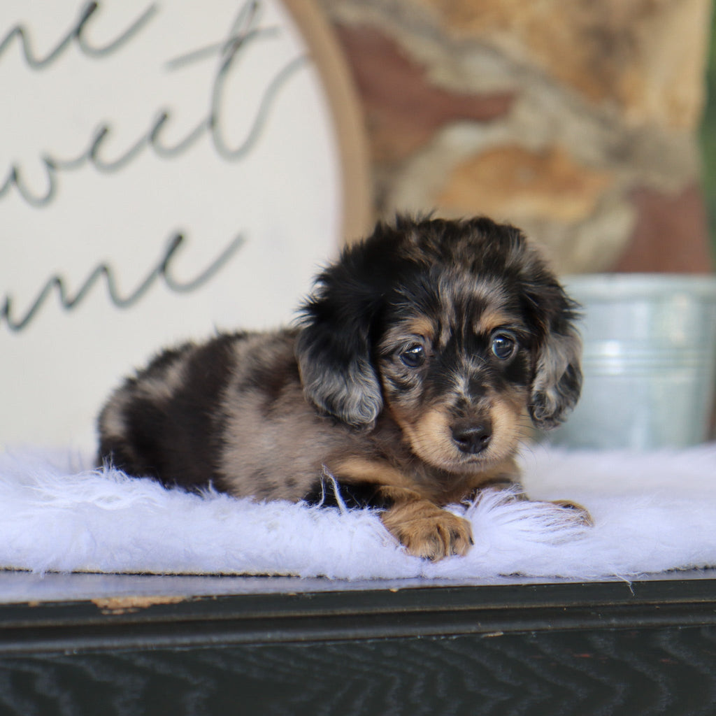 Betsy - Available 8/6