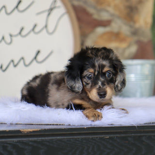 Betsy - Available 8/6