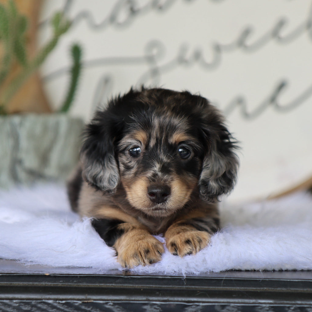 Betsy - Available 8/6